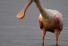 Marco Island Dolphin & Birding Tour